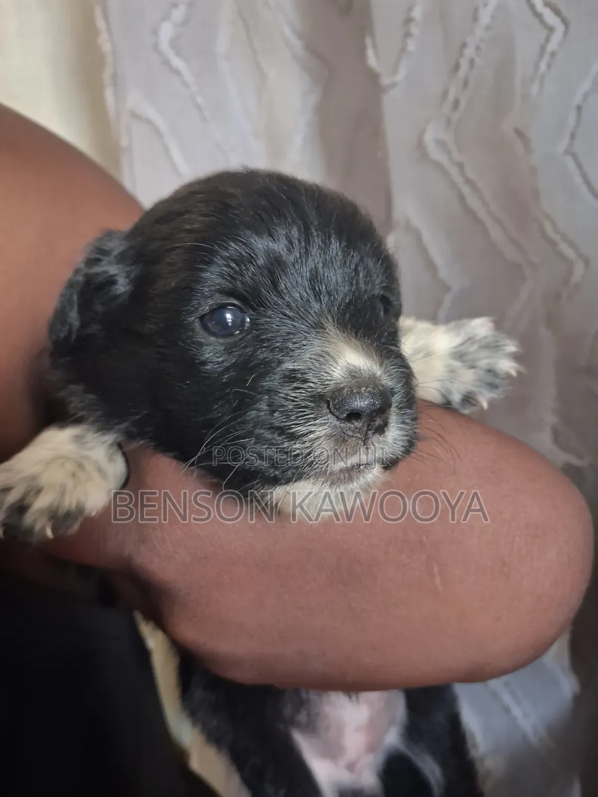 0-1 month Male Mixed Breed Chihuahua