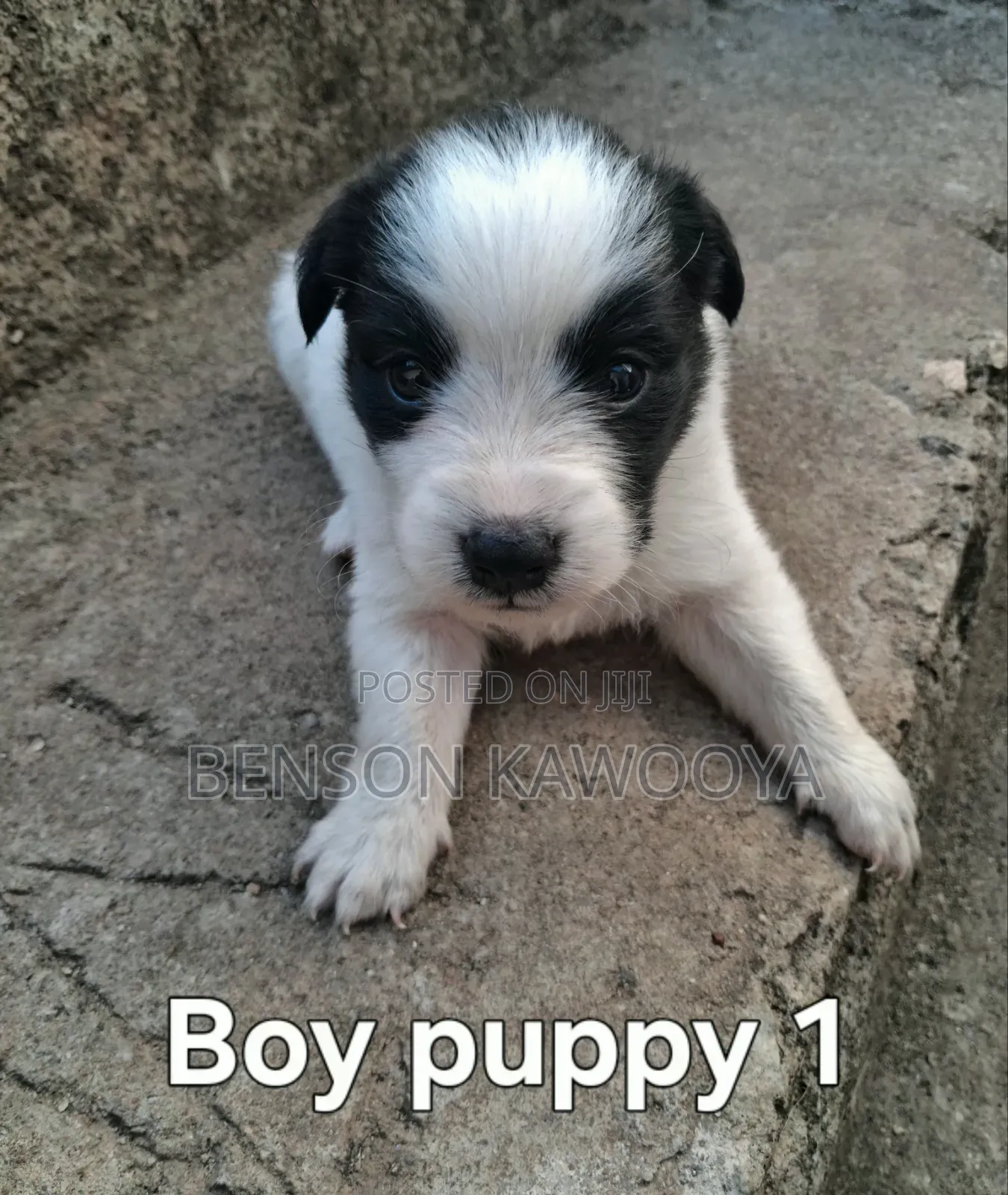 0-1 month Male Mixed Breed Chihuahua