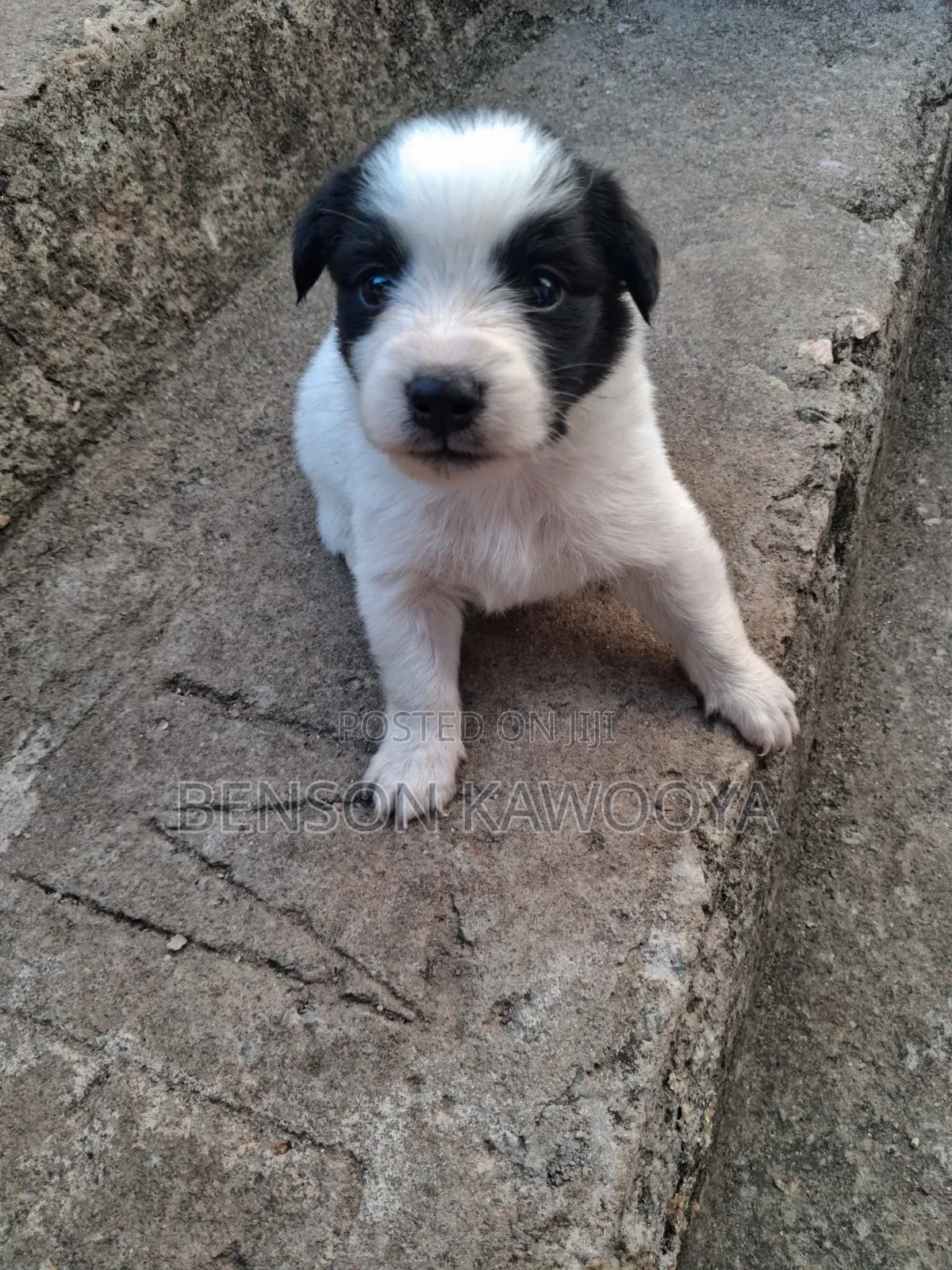 0-1 month Male Mixed Breed Chihuahua