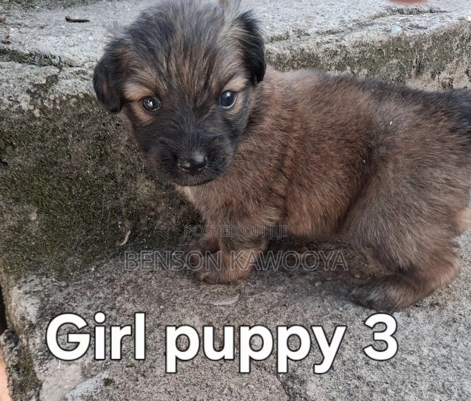 0-1 month Male Mixed Breed Chihuahua