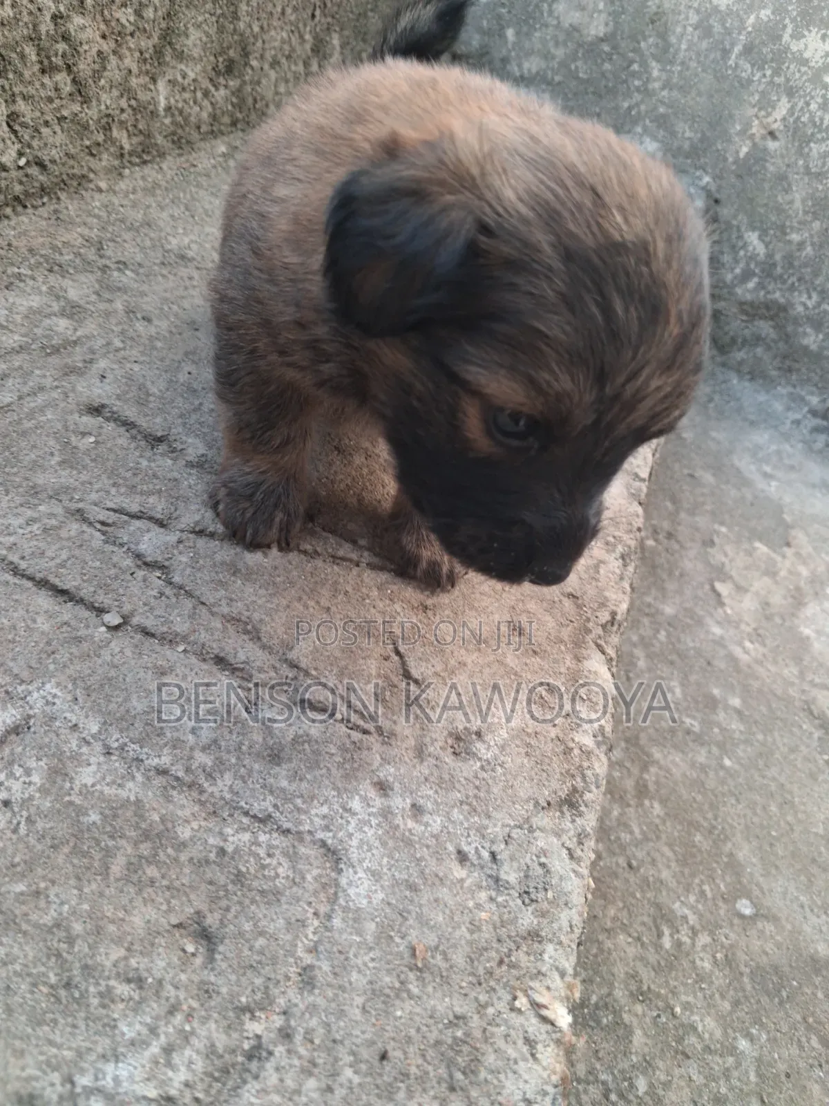 0-1 month Male Mixed Breed Chihuahua
