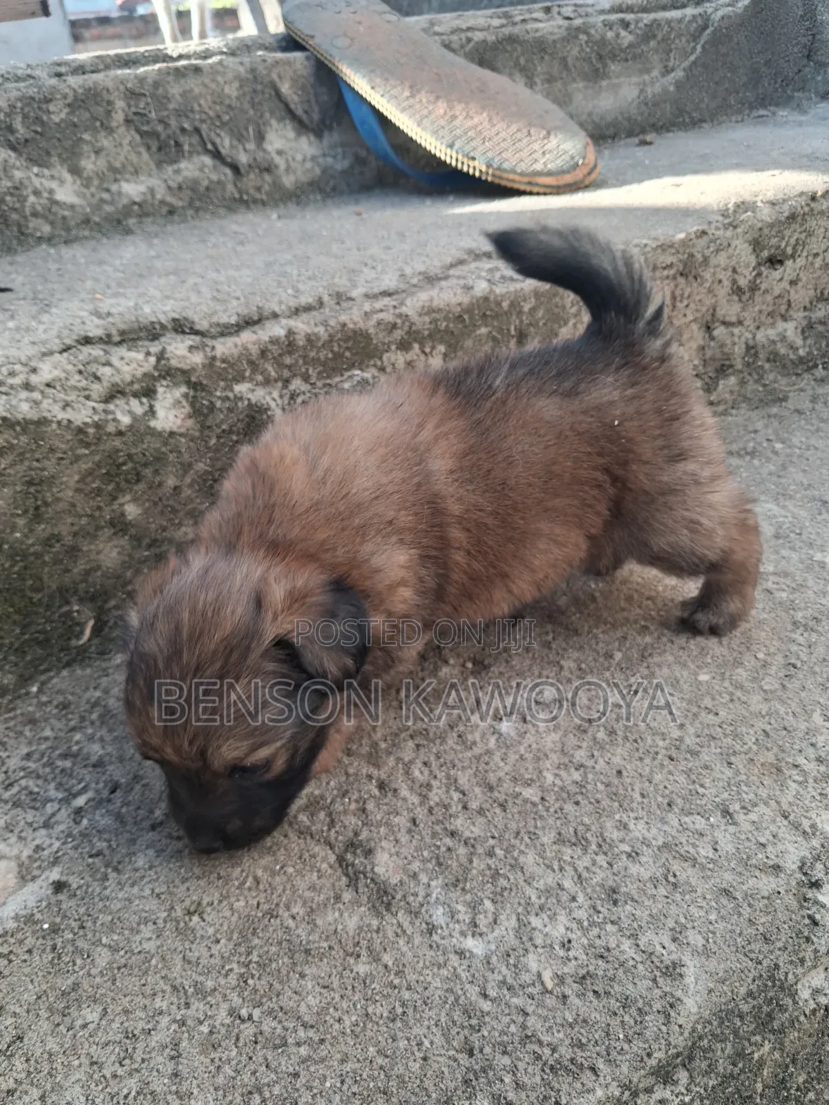 0-1 month Male Mixed Breed Chihuahua