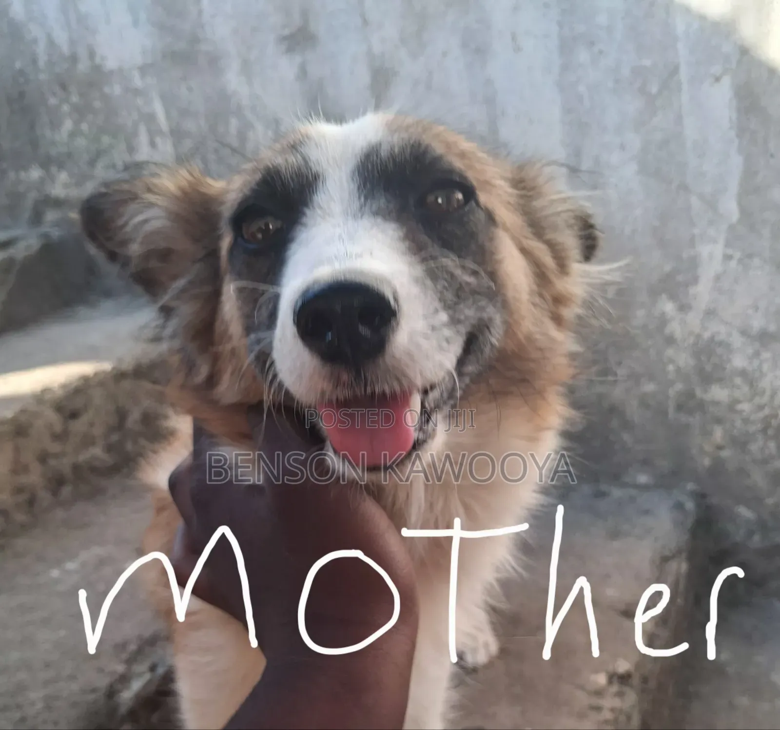 0-1 month Male Mixed Breed Chihuahua