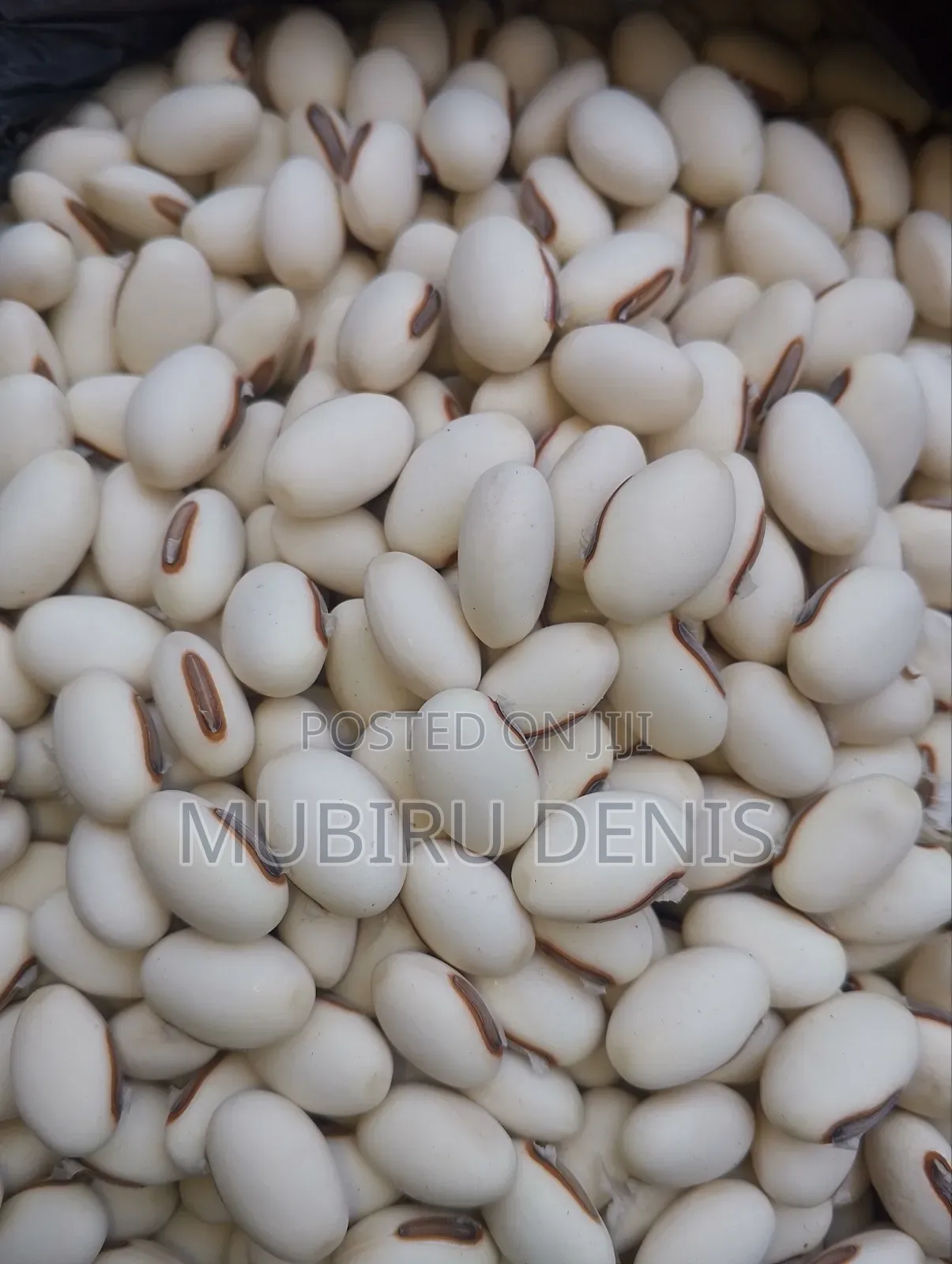 Jack Beans/White Beans