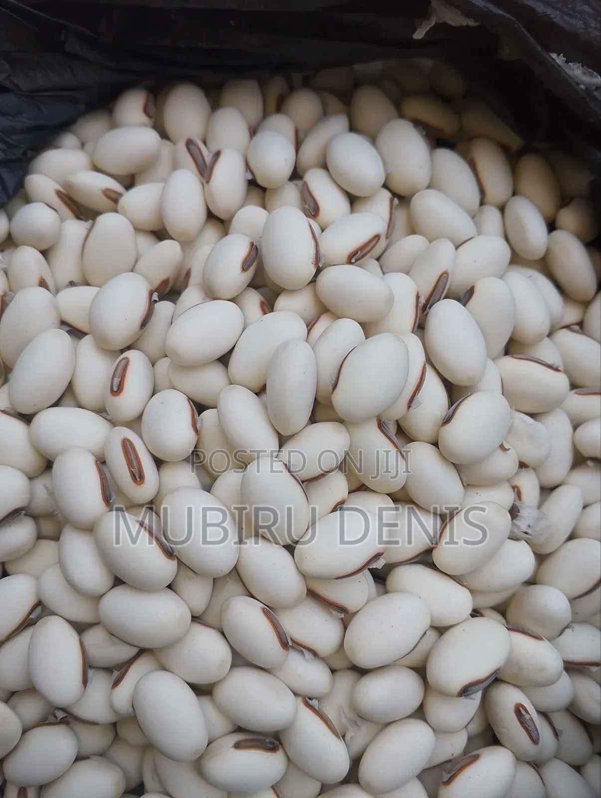 Jack Beans/White Beans