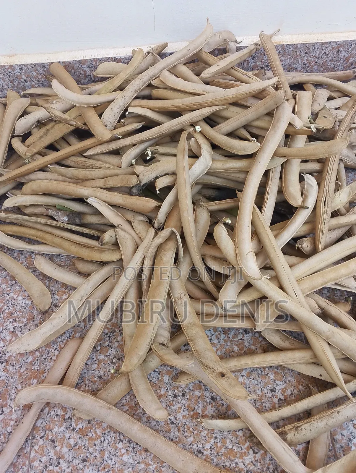 Jack Beans/White Beans