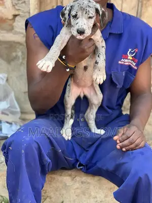 1-3 months Male Purebred Great Dane