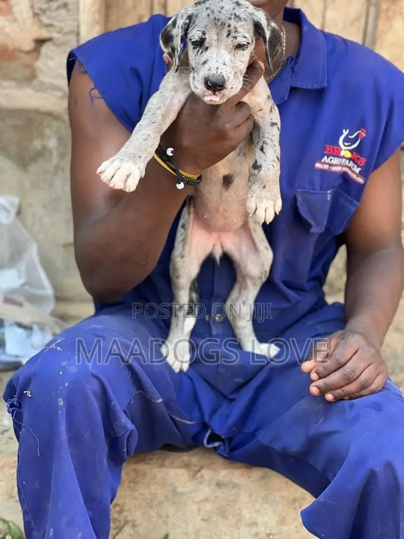 1-3 months Male Purebred Great Dane