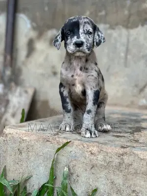 1-3 months Male Purebred Great Dane