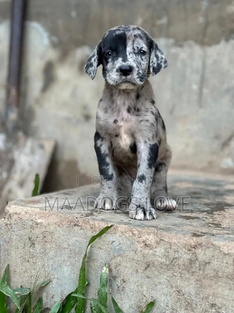 1-3 months Male Purebred Great Dane