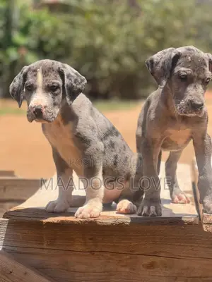 1-3 months Male Purebred Great Dane