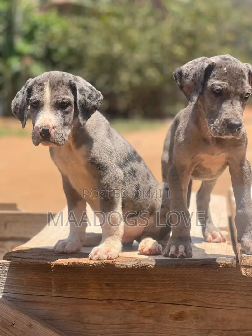 1-3 months Male Purebred Great Dane