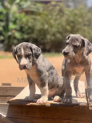 1-3 months Female Purebred Great Dane