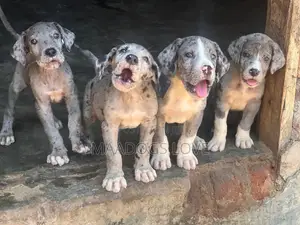 1-3 months Female Purebred Great Dane
