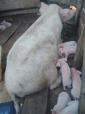 Pigs on Sale