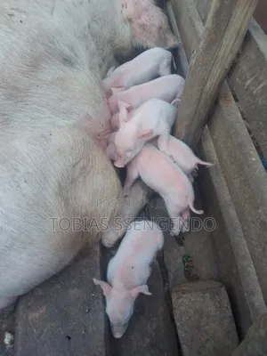 Pigs on Sale