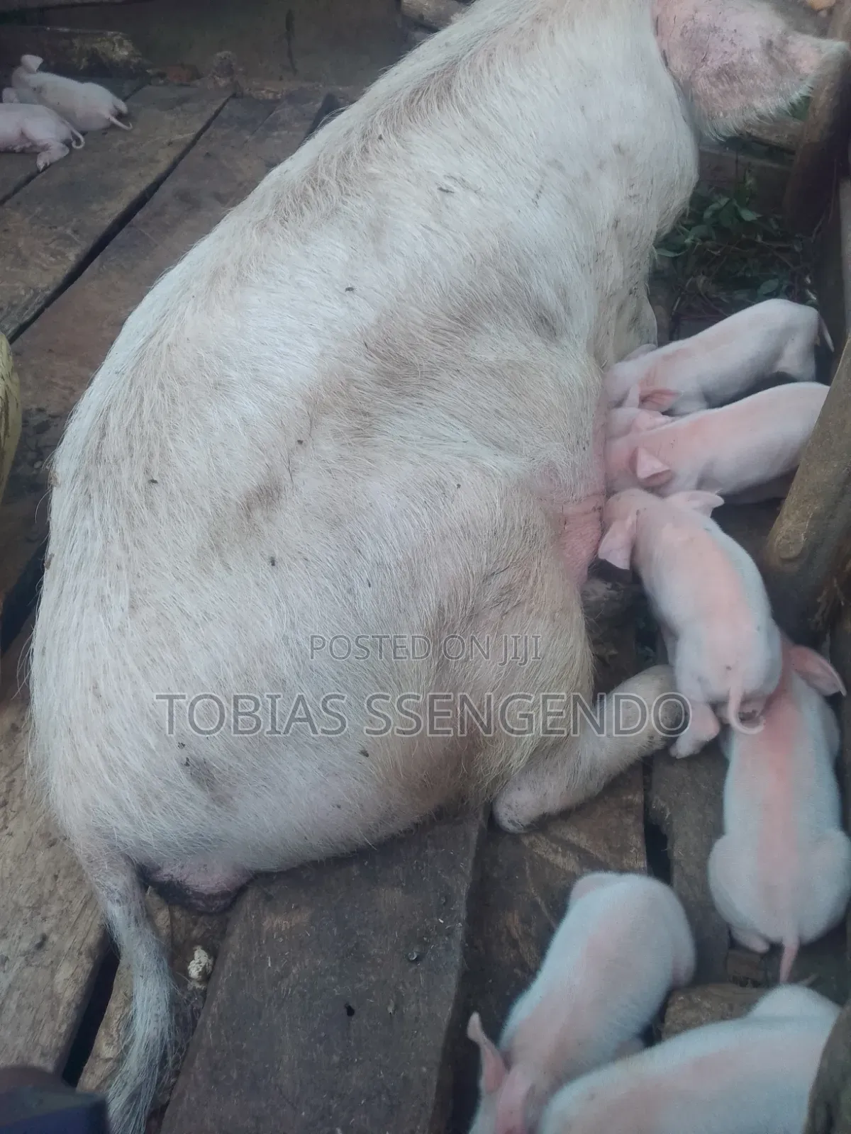 Pigs on Sale