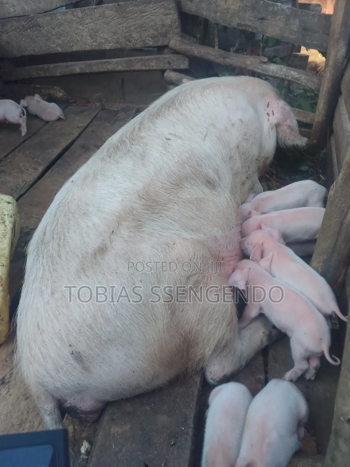 Pigs on Sale