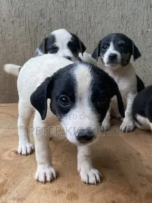 1-3 months Male Purebred Jack Russell Terrier