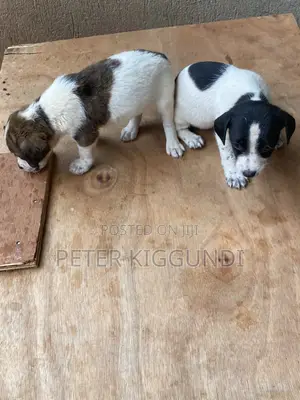 1-3 months Male Purebred Jack Russell Terrier