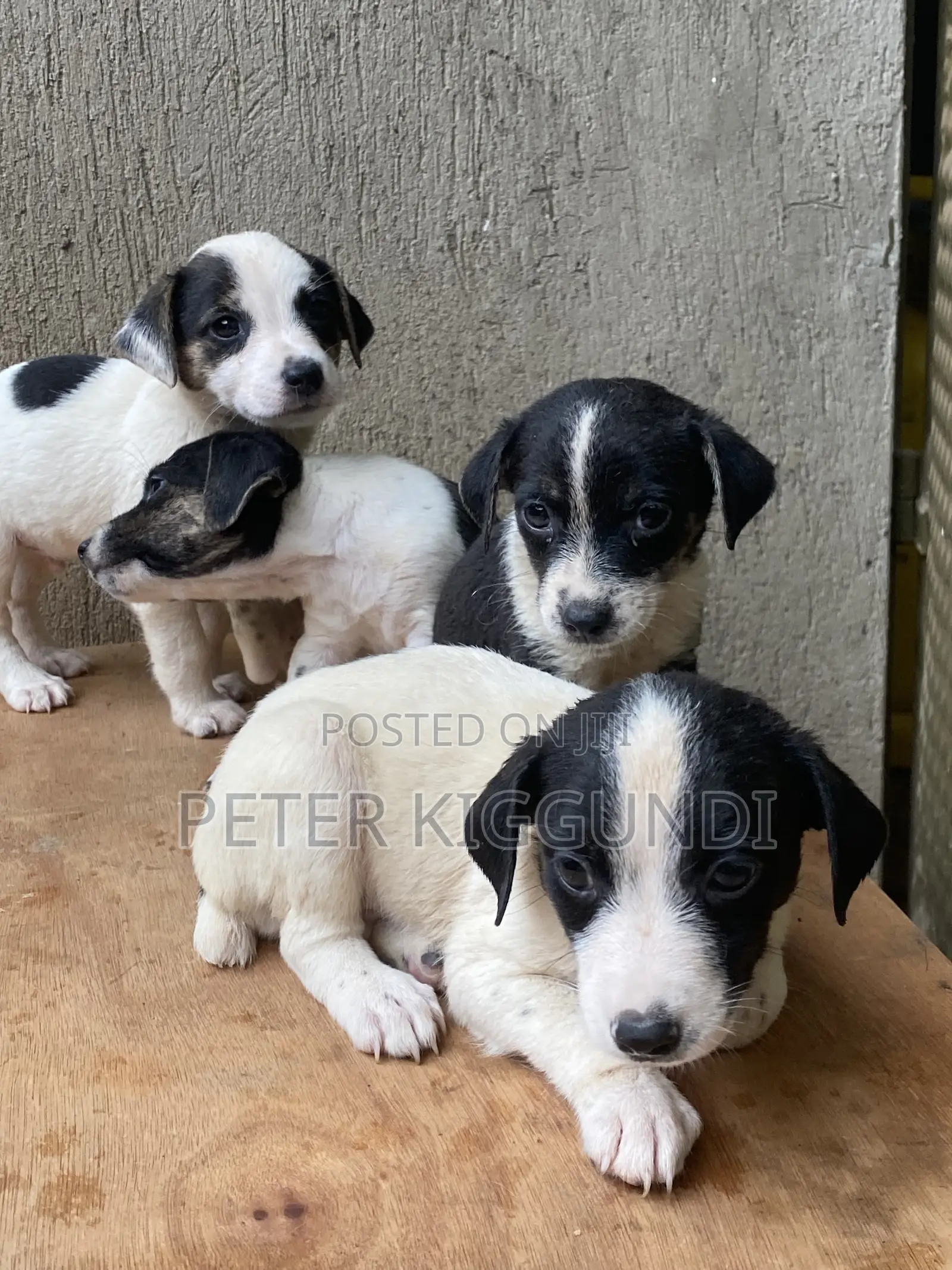 1-3 months Male Purebred Jack Russell Terrier