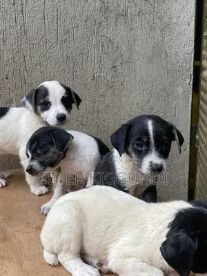 1-3 months Male Purebred Jack Russell Terrier