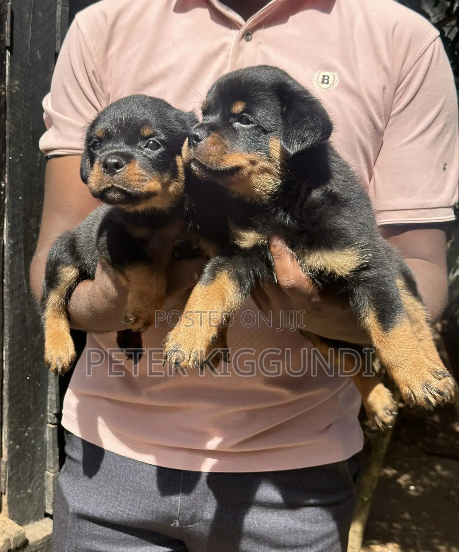 1-3 months Male Purebred Rottweiler
