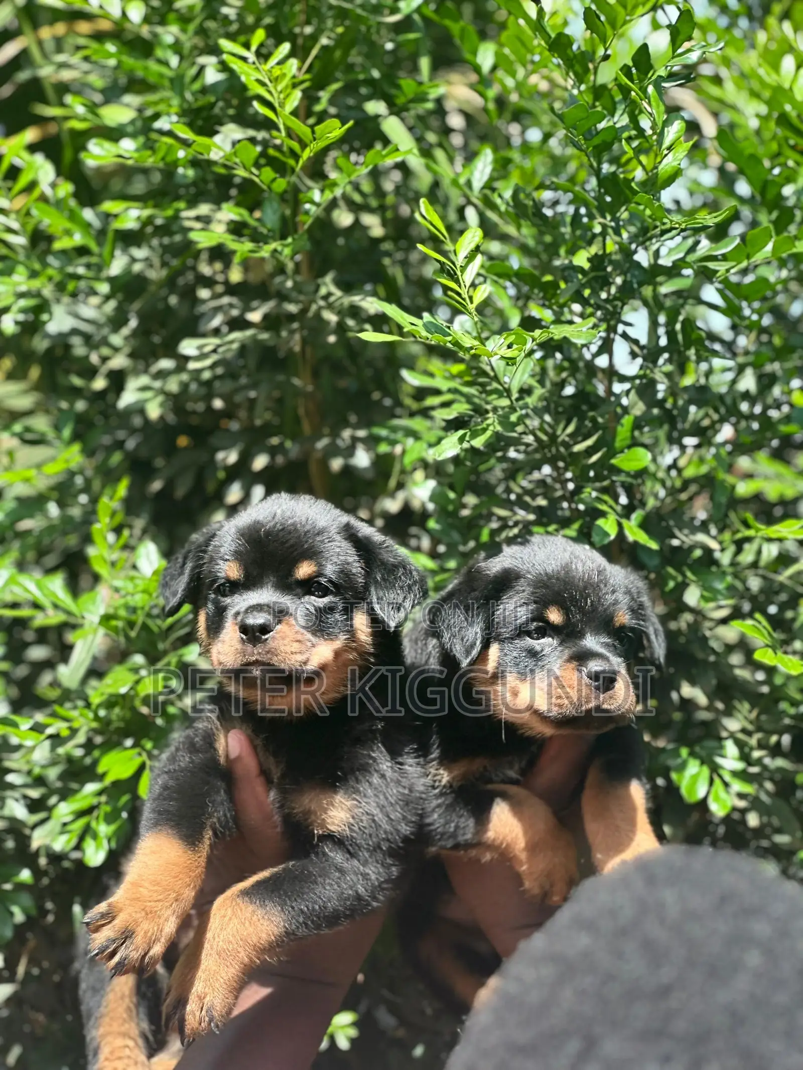 1-3 months Male Purebred Rottweiler