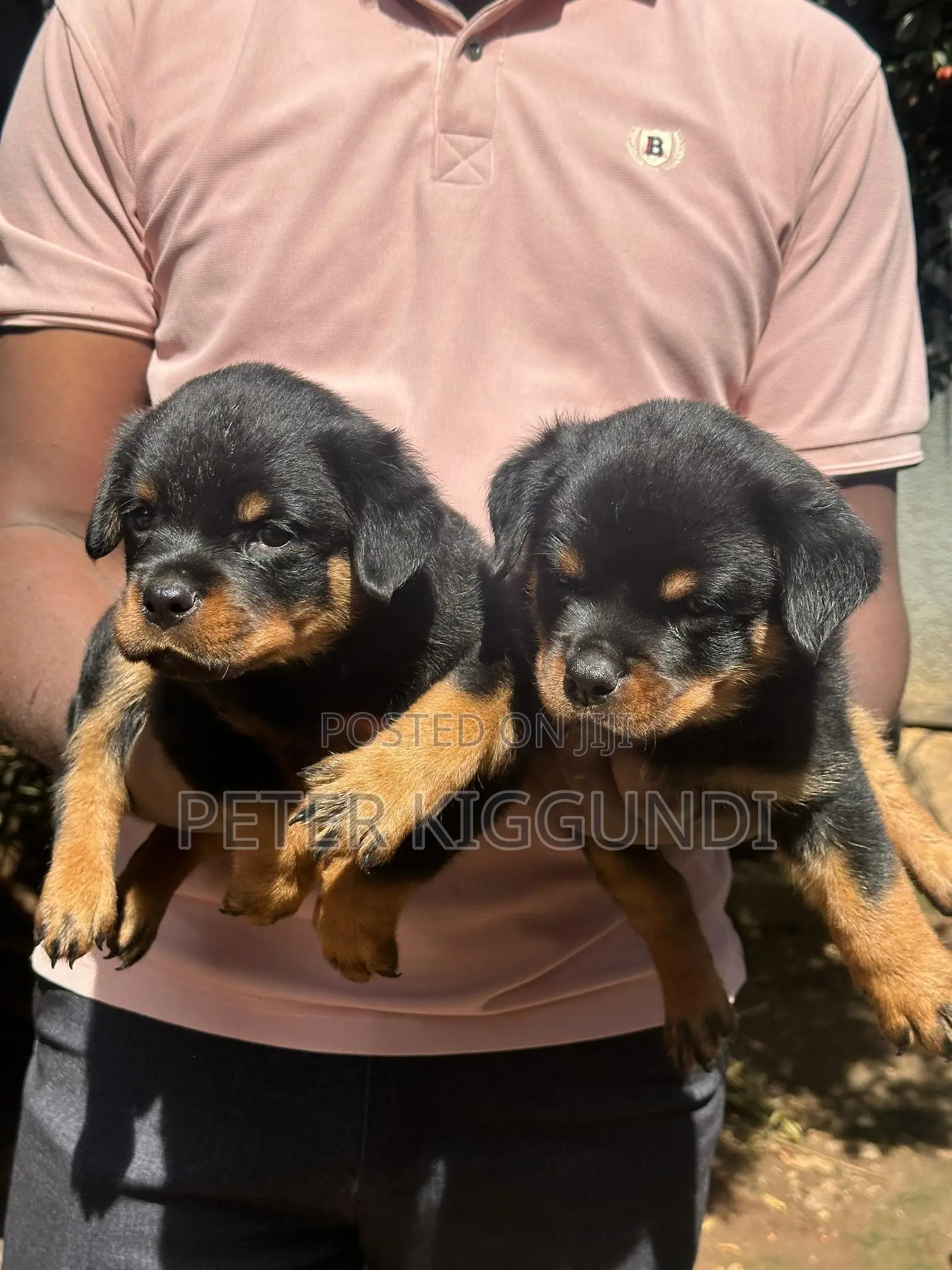 1-3 months Male Purebred Rottweiler