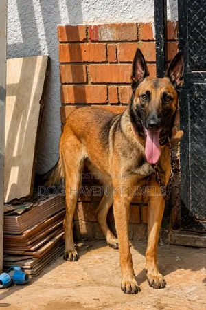 6-12 months Female Purebred Belgian Malinois