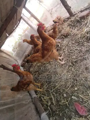 Sasso Chicken 3kg .3.5kg to 4kg