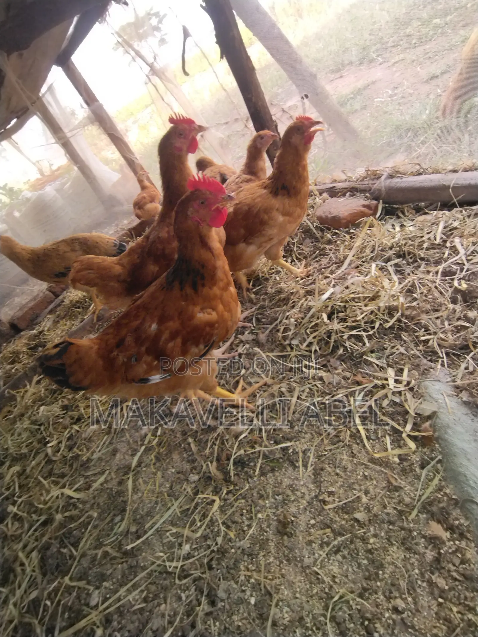 Sasso Chicken 3kg .3.5kg to 4kg