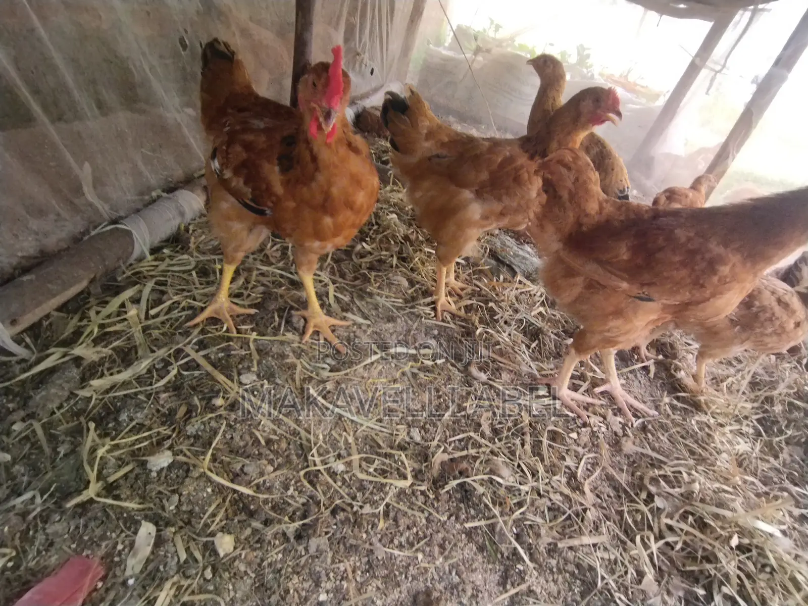 Sasso Chicken 3kg .3.5kg to 4kg