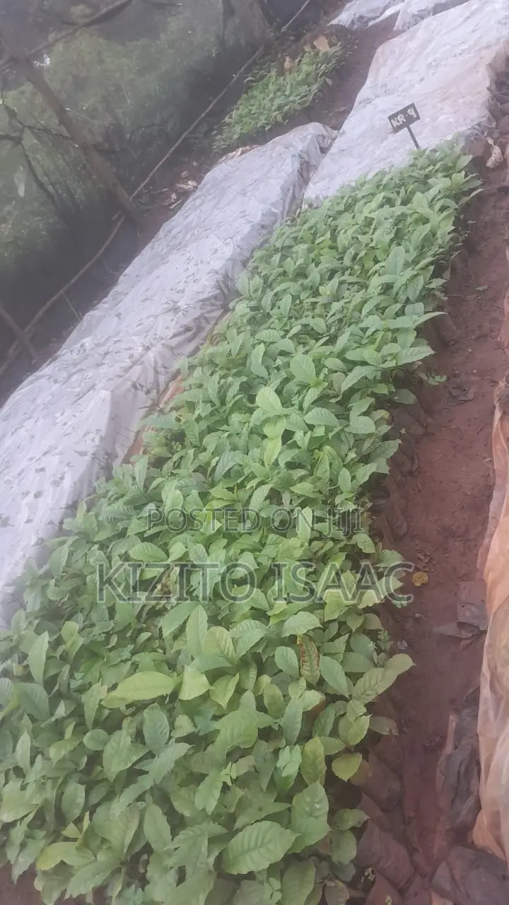 Quality Coffee Seedlings