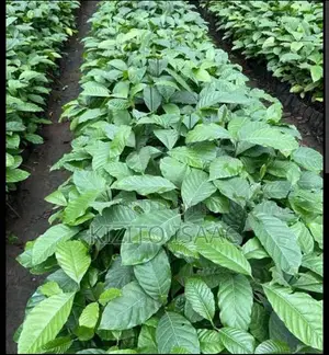 Quality Coffee Seedlings