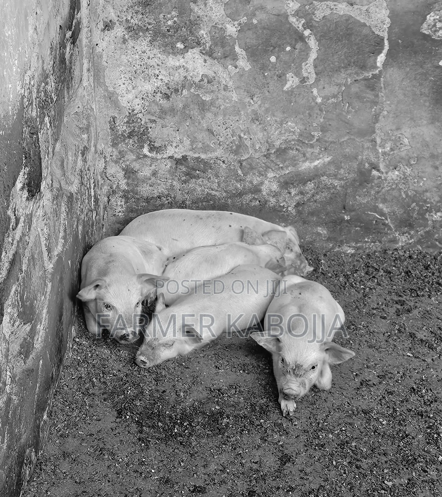 🐷 Quality 2-Month-Old Piglets for Sale – Healthy & Fast-Growing!
