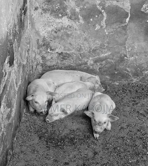 🐷 Quality 2-Month-Old Piglets for Sale – Healthy & Fast-Growing!