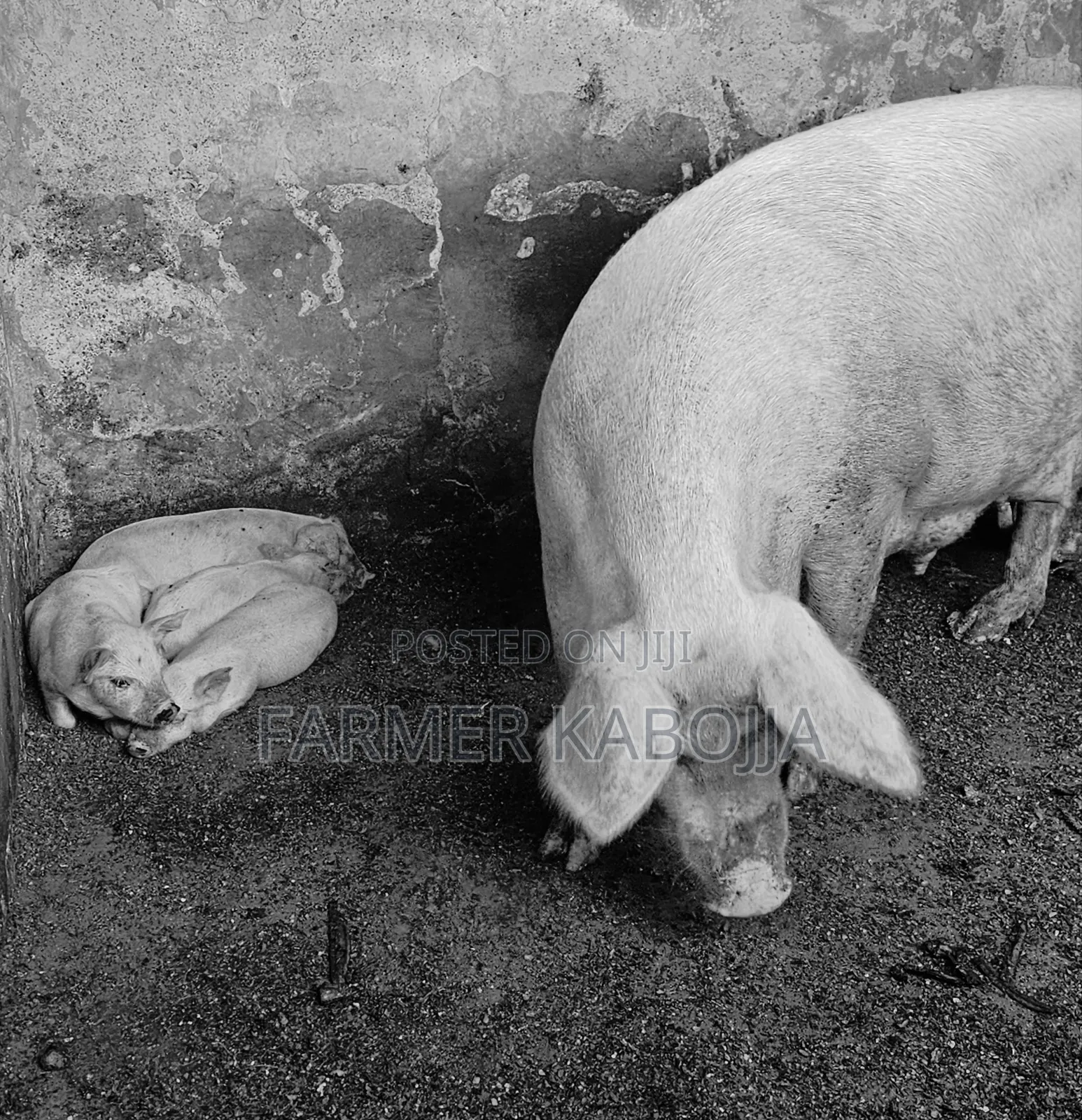 🐷 Quality 2-Month-Old Piglets for Sale – Healthy & Fast-Growing!