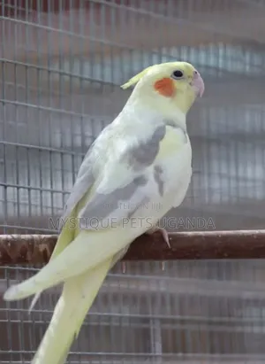 Parrots Cockateils