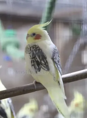 Parrots Cockateils