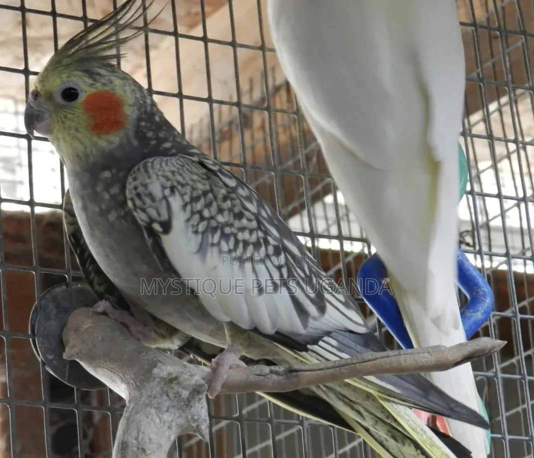 Parrots Cockateils