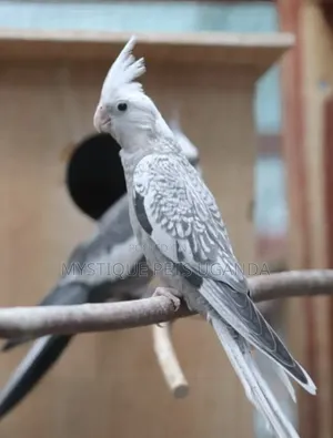 Parrots Cockateils