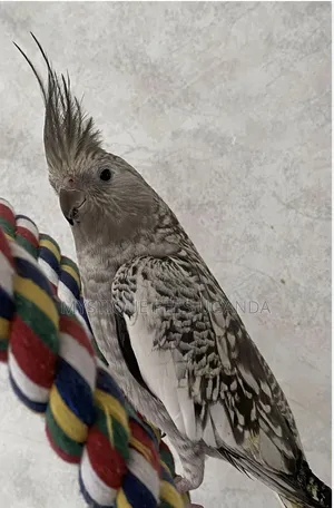 Parrots Cockateils