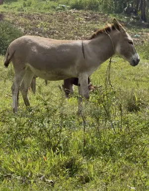 Donkey for Sale