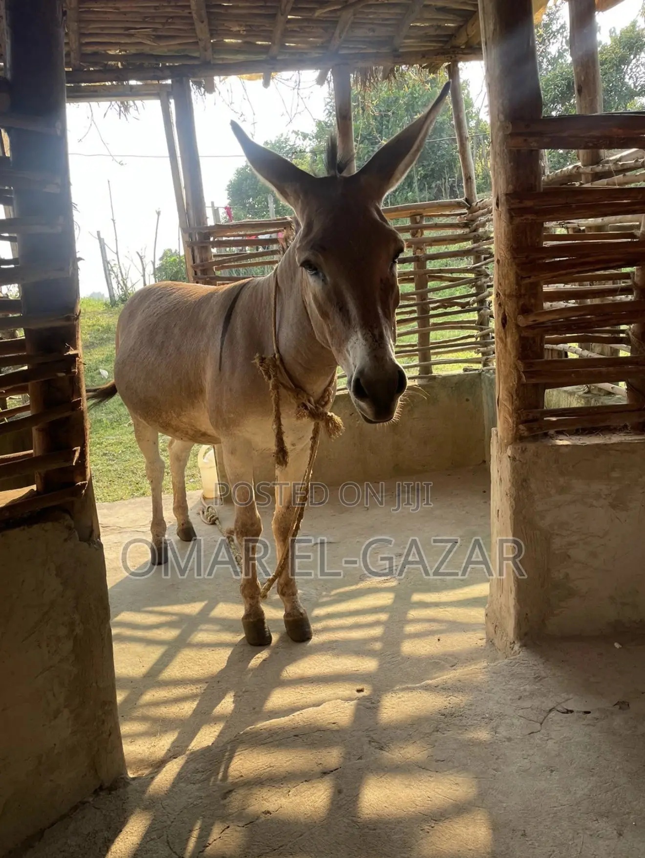 Donkey for Sale
