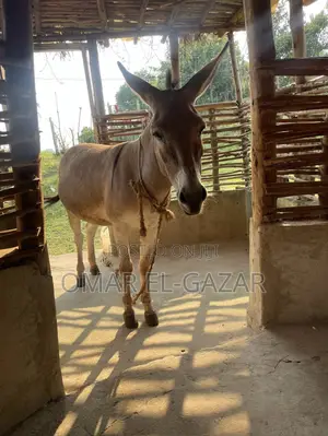 Donkey for Sale