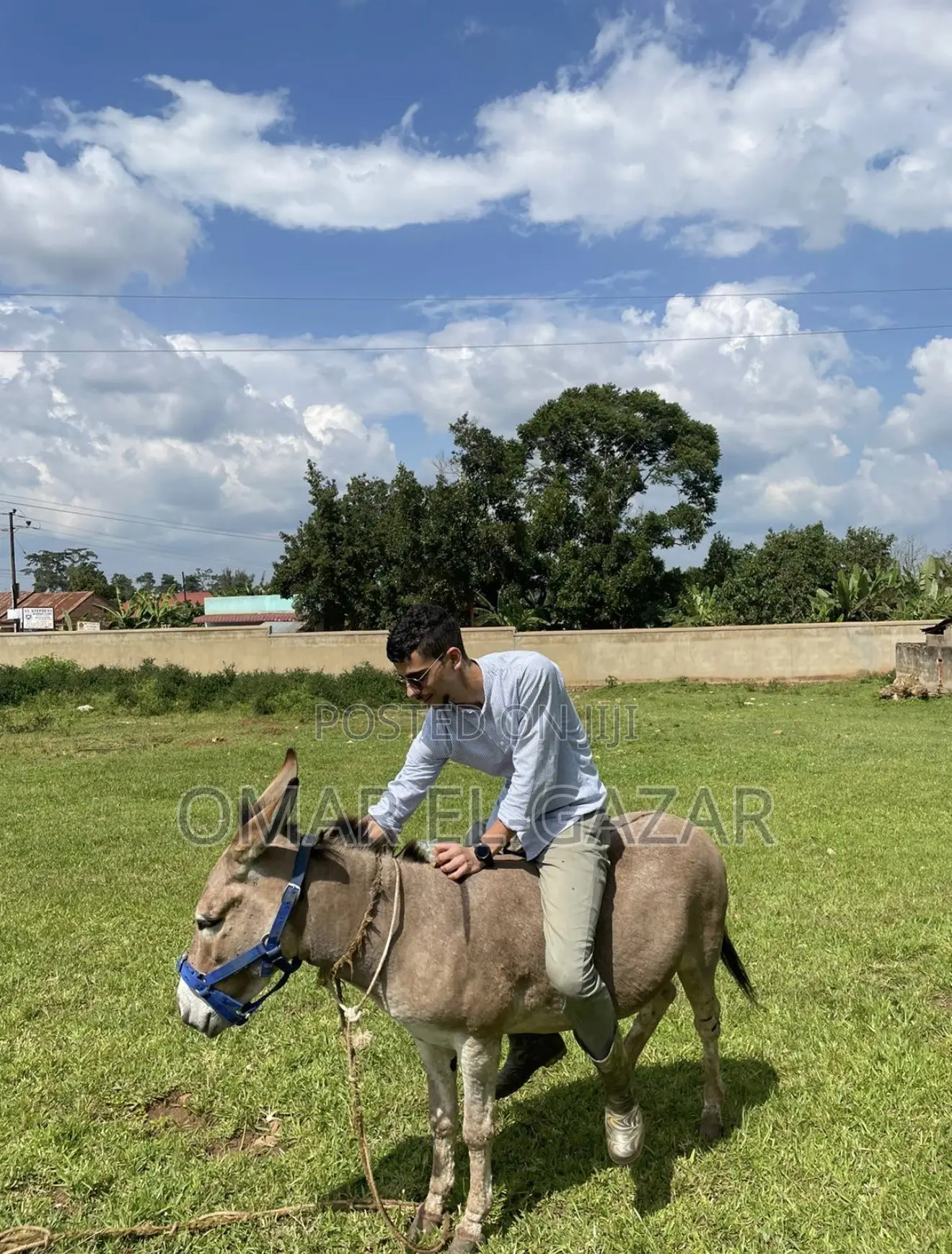 Donkey for Sale