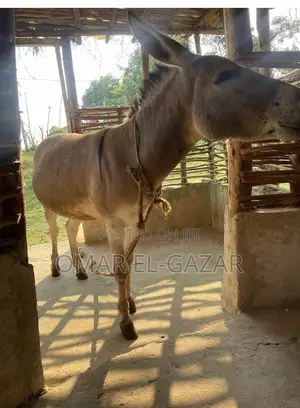 Donkey for Sale