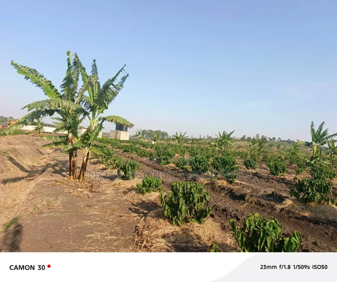 45 Acres of Coffee for Sale @25m in Kyetume-Lwengo
