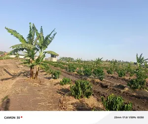 45 Acres of Coffee for Sale @25m in Kyetume-Lwengo